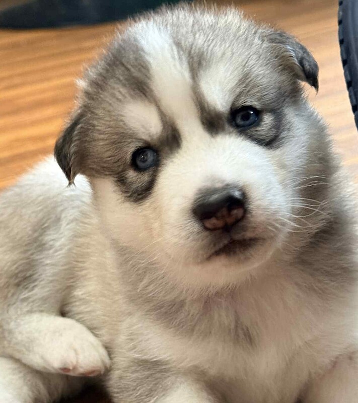 Siberian Husky puppies for sale in Charlton Kings, Gloucestershire – 4 weeks old