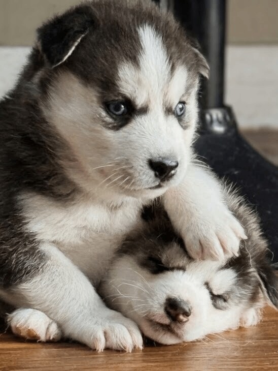 Siberian Husky puppies for sale in Charlton Kings, Gloucestershire – 4 weeks old - Image 2 of 3