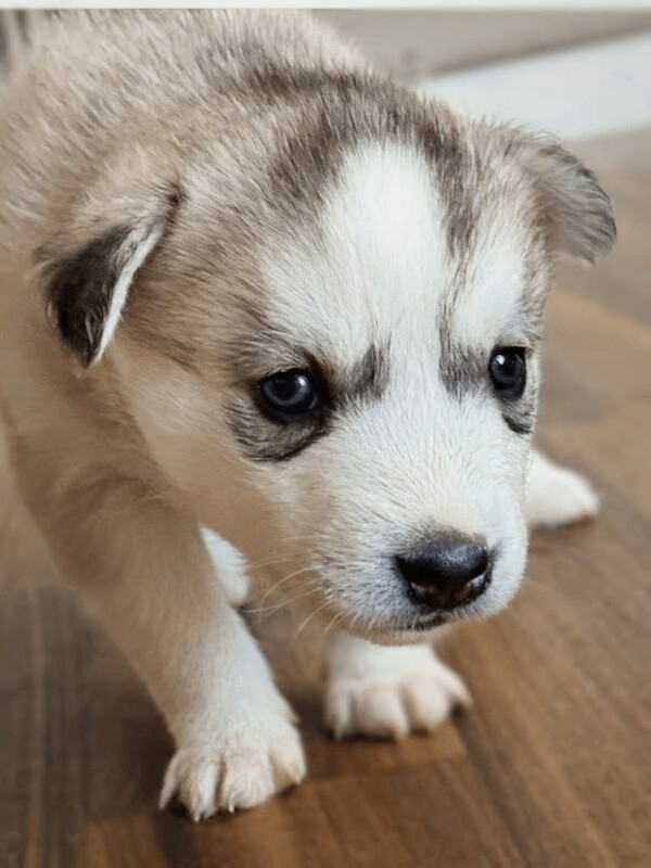 Siberian Husky puppies for sale in Charlton Kings, Gloucestershire – 4 weeks old - Image 3 of 3