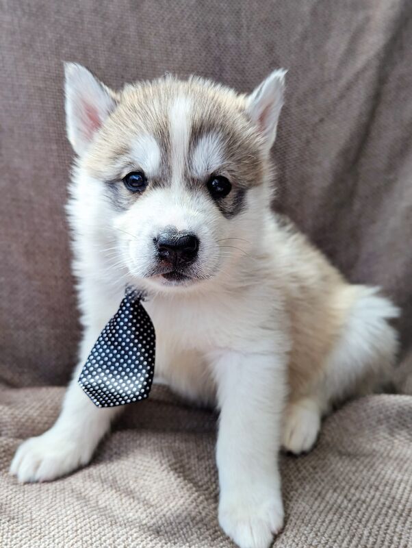 Beautiful Siberian husky puppies for sale in Blackpool, Lancashire