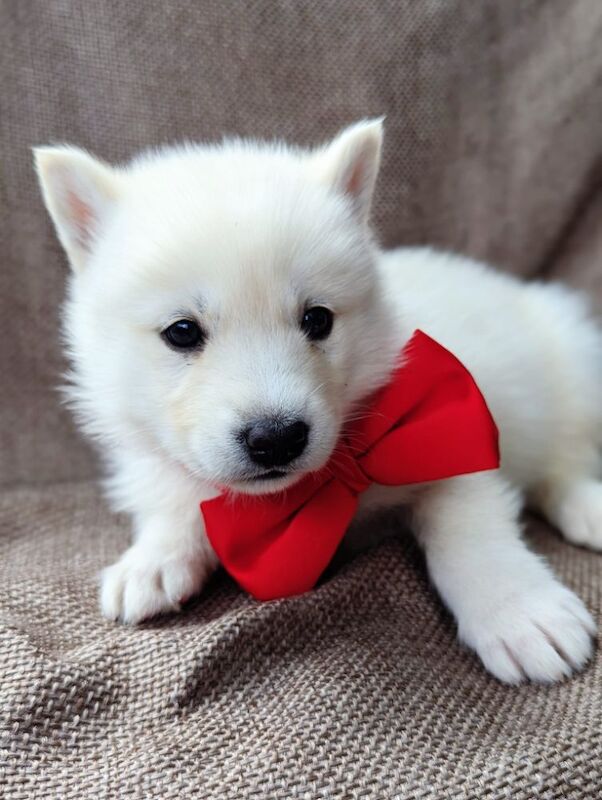Beautiful Siberian husky puppies for sale in Blackpool, Lancashire - Image 2