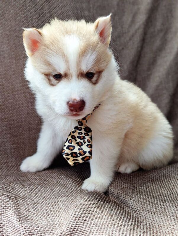 Beautiful Siberian husky puppies for sale in Blackpool, Lancashire | Image 3