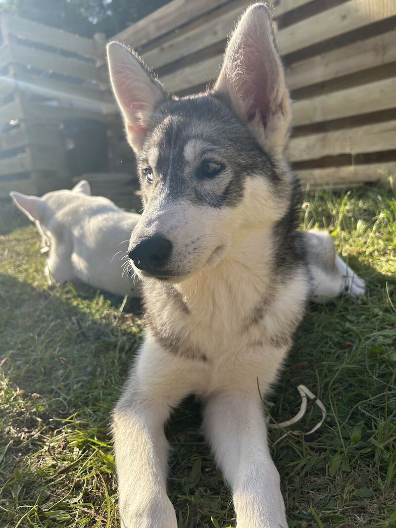 Beautiful Siberian Husky Puppies for sale in Poole Dorset | Image 2
