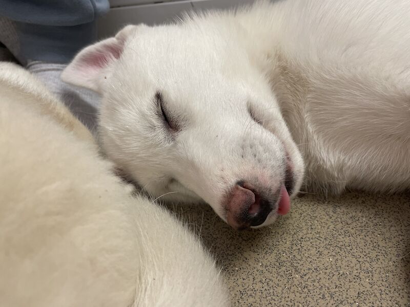 Beautiful Siberian Husky Puppies for sale in Poole Dorset | Image 3