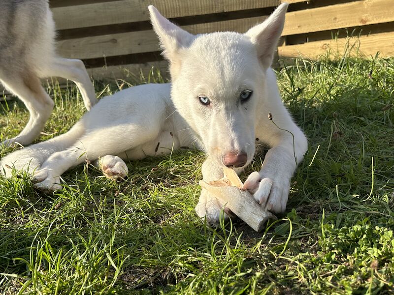 Beautiful Siberian Husky Puppies for sale in Poole Dorset | Image 4