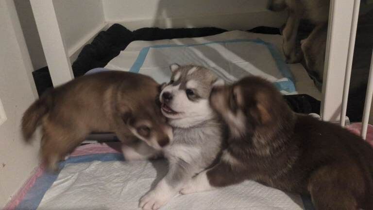 Siberian Husky puppies for sale in Nottingham, Nottinghamshire – 5 weeks old