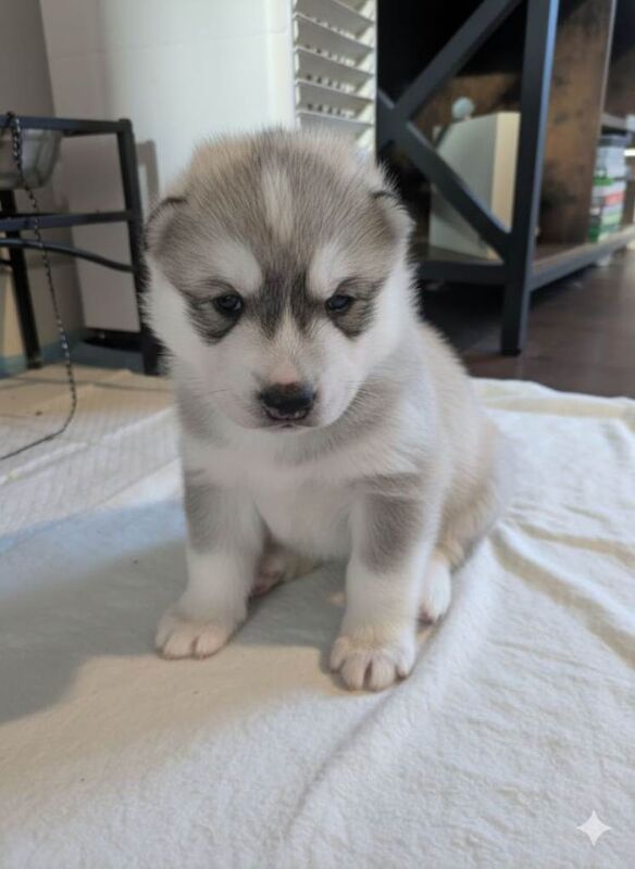 Siberian Husky puppies for sale in Nottingham, Nottinghamshire – 3 weeks old - Image 4 of 5