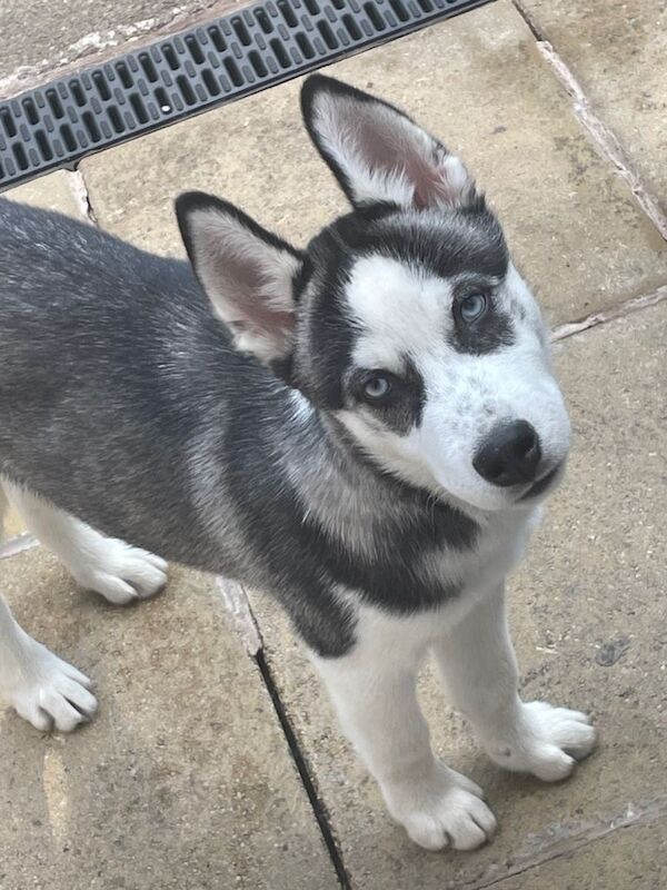 Husky Puppies For Sale