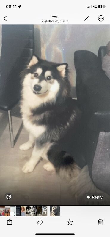Black and white husky for adoption