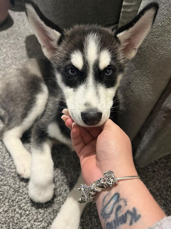 Siberian Husky puppies for sale in Barry / Barri, South Glamorgan – 12 weeks old