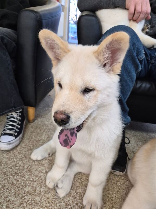 Husky Puppies For Sale