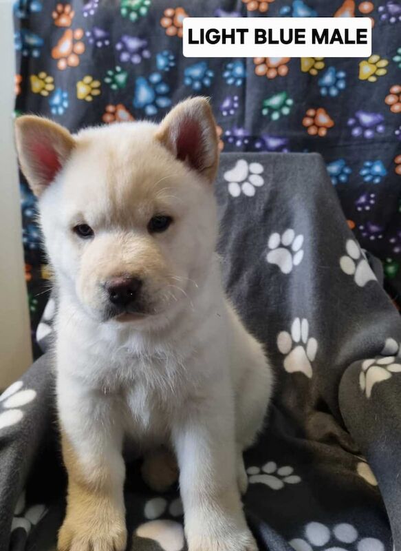 Siberian Husky puppies for sale in Worksop, Nottinghamshire – 11 weeks old - Image 2 of 6