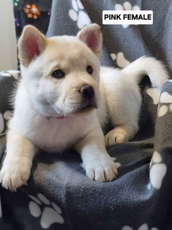 Siberian Husky puppies for sale in Worksop, Nottinghamshire – 11 weeks old - Image 3 of 6