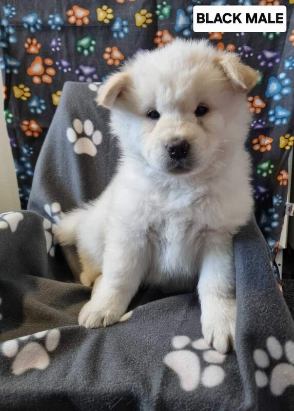 Siberian Husky puppies for sale in Worksop, Nottinghamshire – 11 weeks old - Image 4 of 6