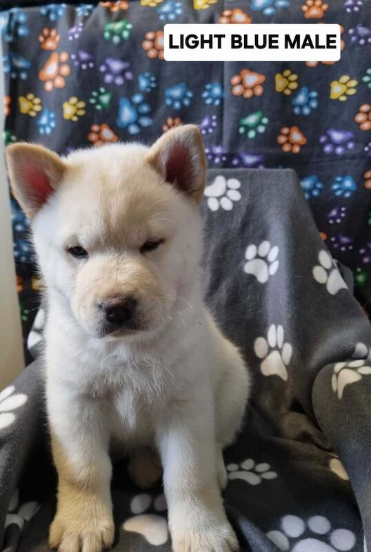 Siberian Husky puppies for sale in Worksop, Nottinghamshire – 11 weeks old - Image 5 of 6