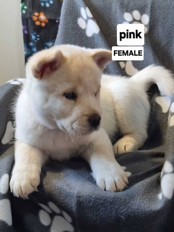 Siberian Husky puppies for sale in Worksop, Nottinghamshire – 11 weeks old - Image 6 of 6