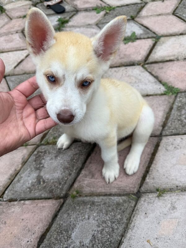 Siberian Husky puppies for sale in Handsworth, West Midlands – 9 weeks old
