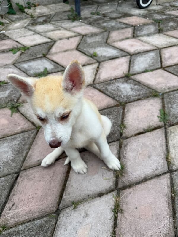 Siberian Husky puppies for sale in Handsworth, West Midlands – 9 weeks old - Image 2 of 3