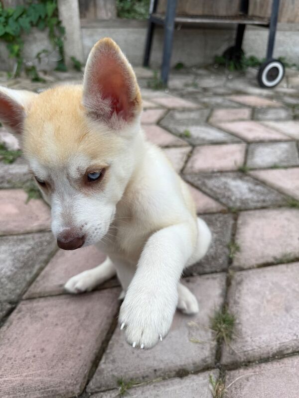 Siberian Husky puppies for sale in Handsworth, West Midlands – 9 weeks old - Image 3 of 3