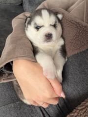 Siberian Husky puppies for sale in Crawley, West Sussex – 2 weeks old