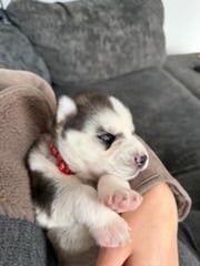 Siberian Husky puppies for sale in Crawley, West Sussex – 2 weeks old - Image 2 of 5