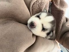 Siberian Husky puppies for sale in Crawley, West Sussex – 2 weeks old - Image 3 of 5