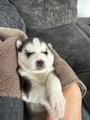 Siberian Husky puppies for sale in Crawley, West Sussex – 2 weeks old - Image 4 of 5