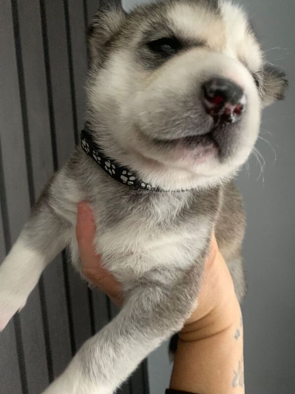 Siberian Husky puppies for sale in Crawley, West Sussex – 2 weeks old - Image 5 of 5