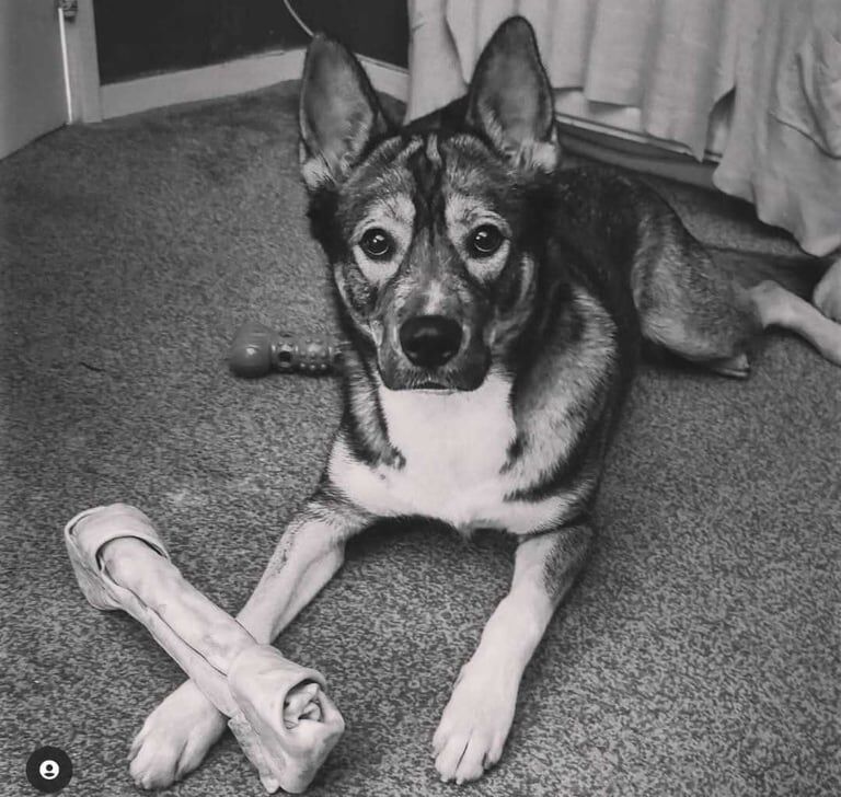 Siberian Husky puppies for sale in Elderslie, Renfrewshire – 5 years old