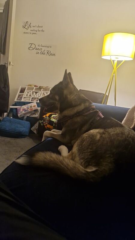 Siberian Husky puppies for sale in Elderslie, Renfrewshire – 5 years old - Image 2 of 4