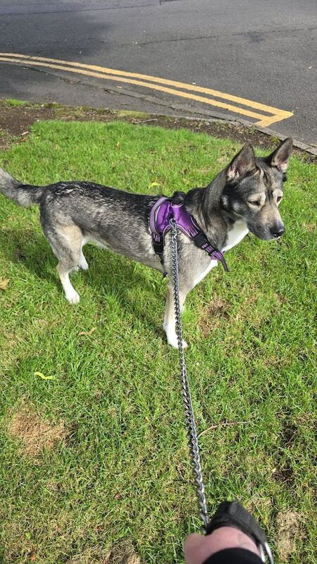 Siberian Husky puppies for sale in Elderslie, Renfrewshire – 5 years old - Image 3 of 4