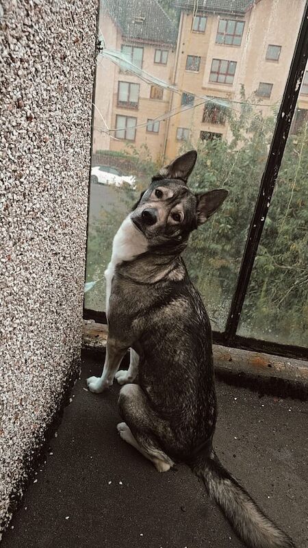 Siberian Husky puppies for sale in Elderslie, Renfrewshire – 5 years old - Image 4 of 4