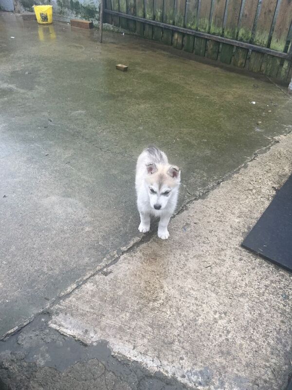 Siberian Husky puppies for sale in Omagh, County Tyrone – 10 weeks old