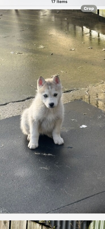 Siberian Husky puppies for sale in Omagh, County Tyrone – 10 weeks old - Image 2 of 2