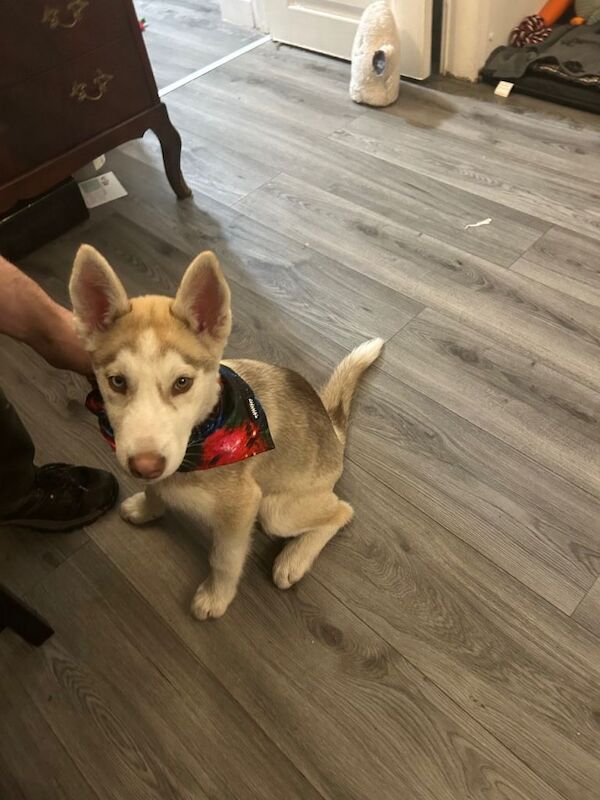 Siberian Husky Puppies For Sale Under £1,000