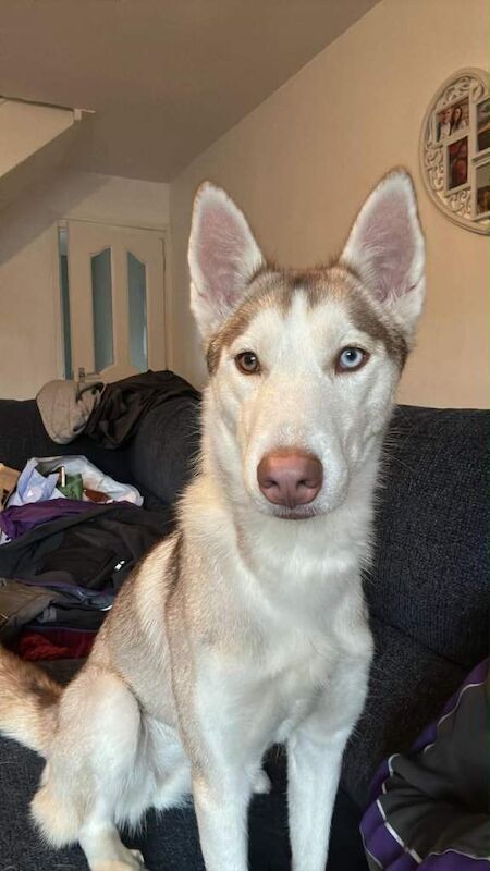 Dog for sale - Image 3 of 3