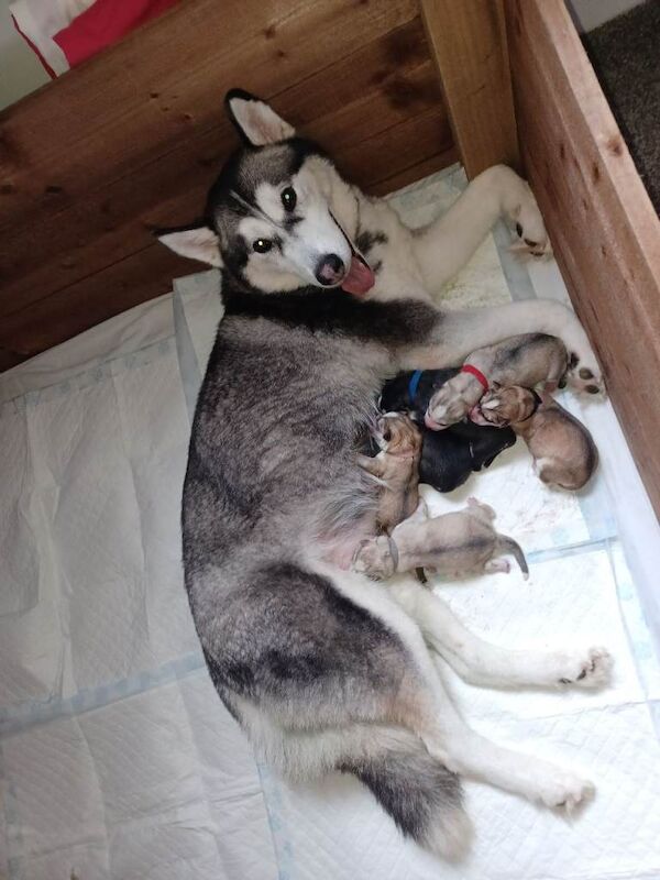 Exceptional Siberian husky puppies
