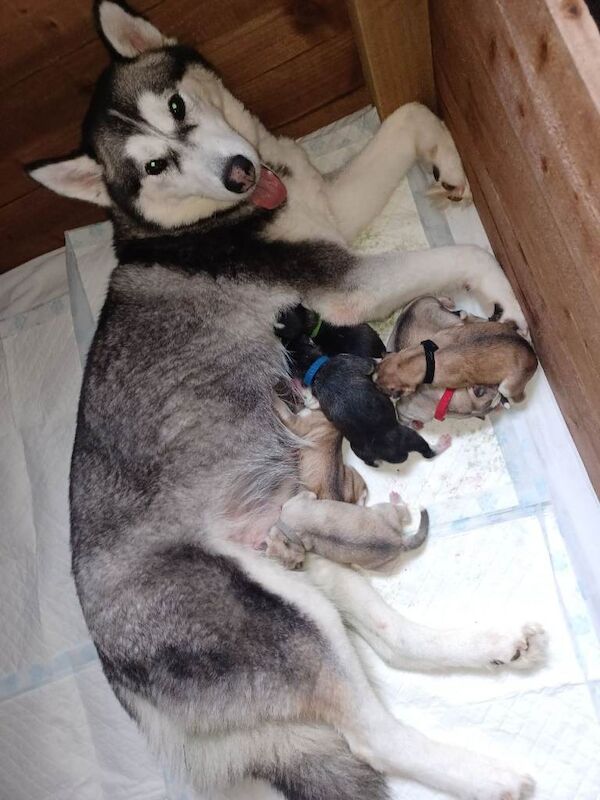 Exceptional Siberian husky puppies - Image 2 of 4