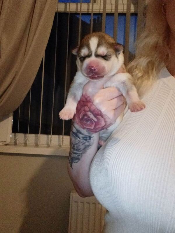 Exceptional Siberian husky puppies - Image 3 of 4