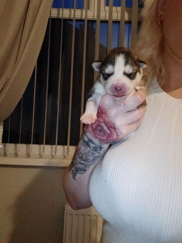 Exceptional Siberian husky puppies - Image 4 of 4