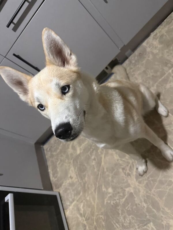 Siberian Husky puppies for sale in Kingston upon Hull, East Riding of Yorkshire – 11 months old