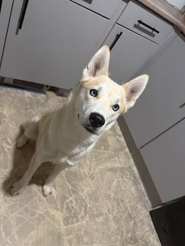 Siberian Husky puppies for sale in Kingston upon Hull, East Riding of Yorkshire – 11 months old - Image 2 of 3