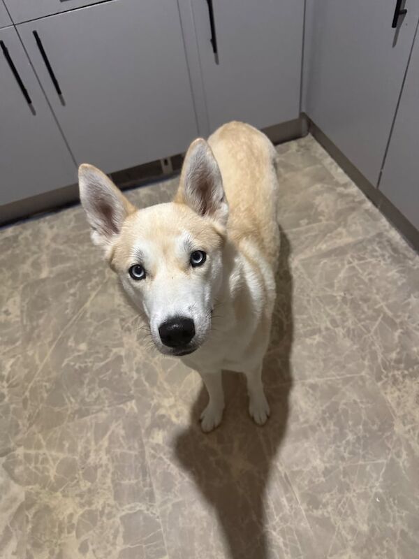 Siberian Husky puppies for sale in Kingston upon Hull, East Riding of Yorkshire – 11 months old - Image 3 of 3