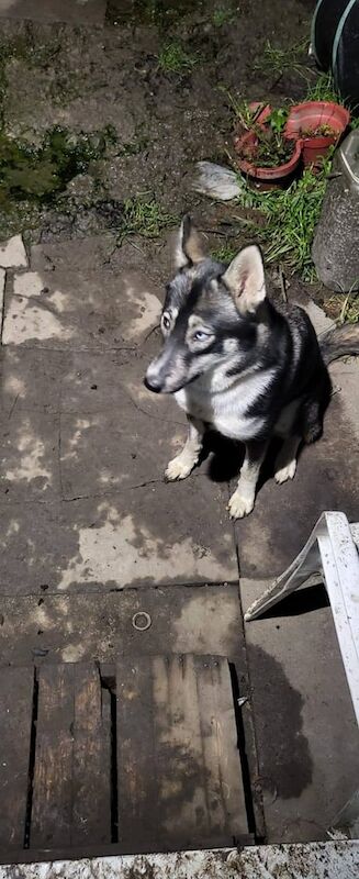 Female Huskita for sale in Little Hulton, Greater Manchester