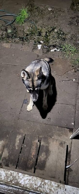 Female Huskita for sale in Little Hulton, Greater Manchester | Image 2