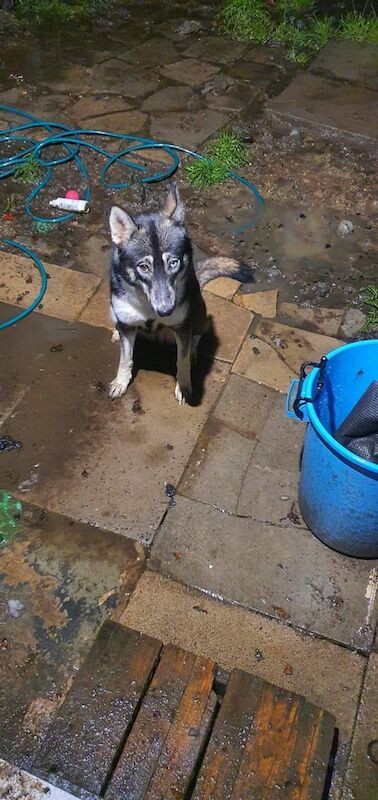 Female Huskita for sale in Little Hulton, Greater Manchester | Image 3