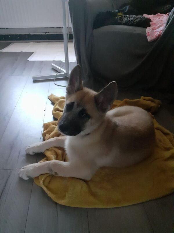 Siberian Husky puppies for sale in Hebburn, Tyne and Wear – 11 weeks old