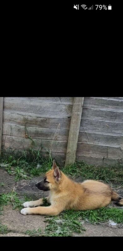 Siberian Husky puppies for sale in Hebburn, Tyne and Wear – 11 weeks old - Image 2 of 3
