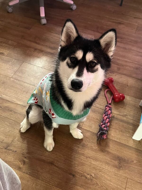 Siberian Husky puppies for sale in Thorpe Hesley, South Yorkshire – 1 year old