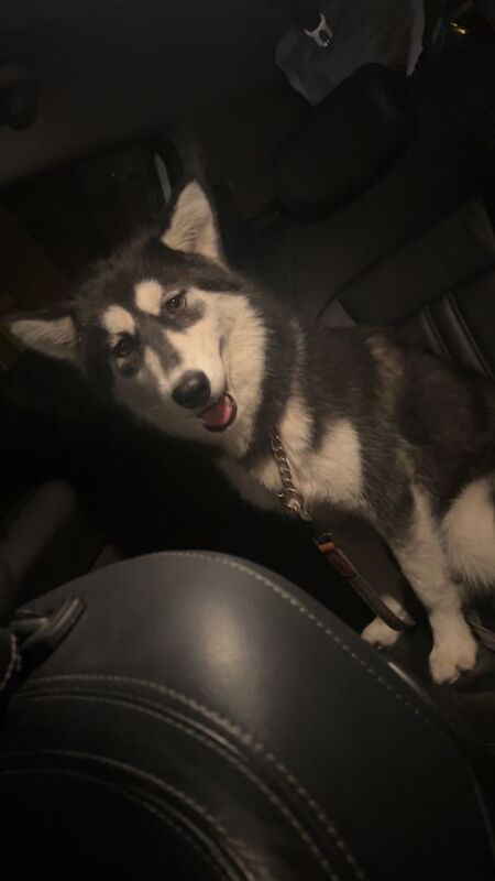 Siberian Husky puppies for sale in Thorpe Hesley, South Yorkshire – 1 year old - Image 5 of 5